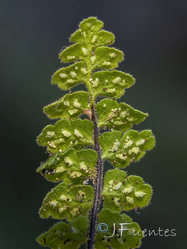 Asplenium petrarchae petrarchae.02