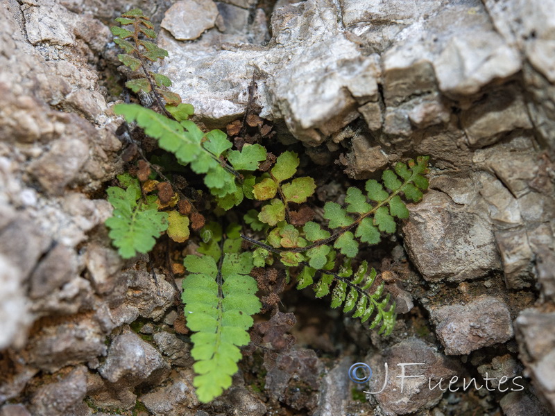 Asplenium petrarchae petrarchae.03