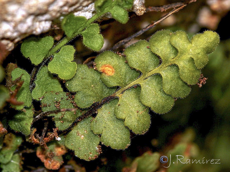 Asplenium petrarchae petrarchae.10