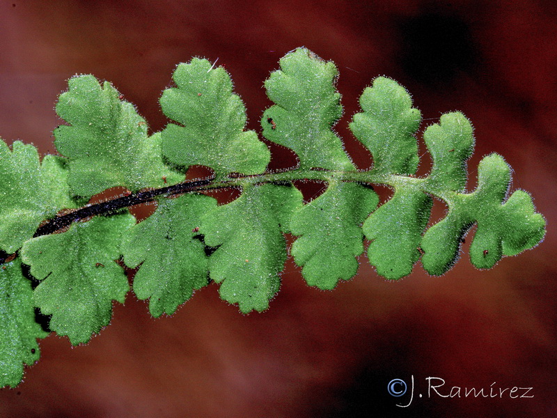 Asplenium petrarchae petrarchae.17