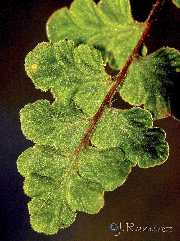 Asplenium petrarchae petrarchae.19