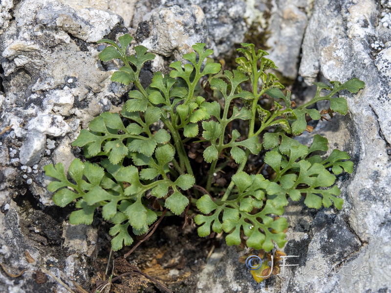 Asplenium ruta muraria ruta muraria.01