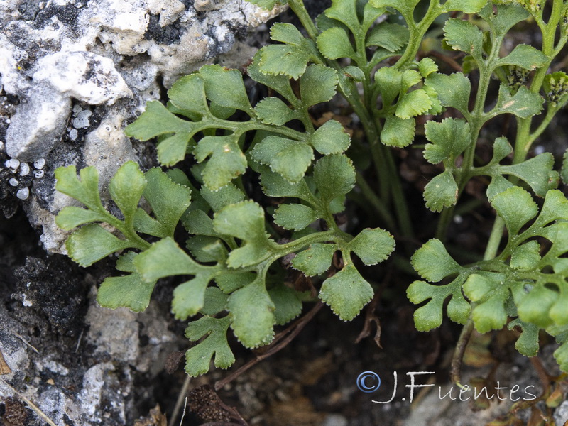 Asplenium ruta muraria ruta muraria.02