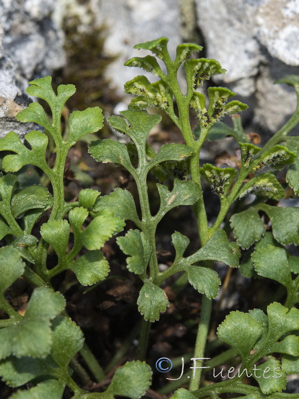Asplenium ruta muraria ruta muraria.03
