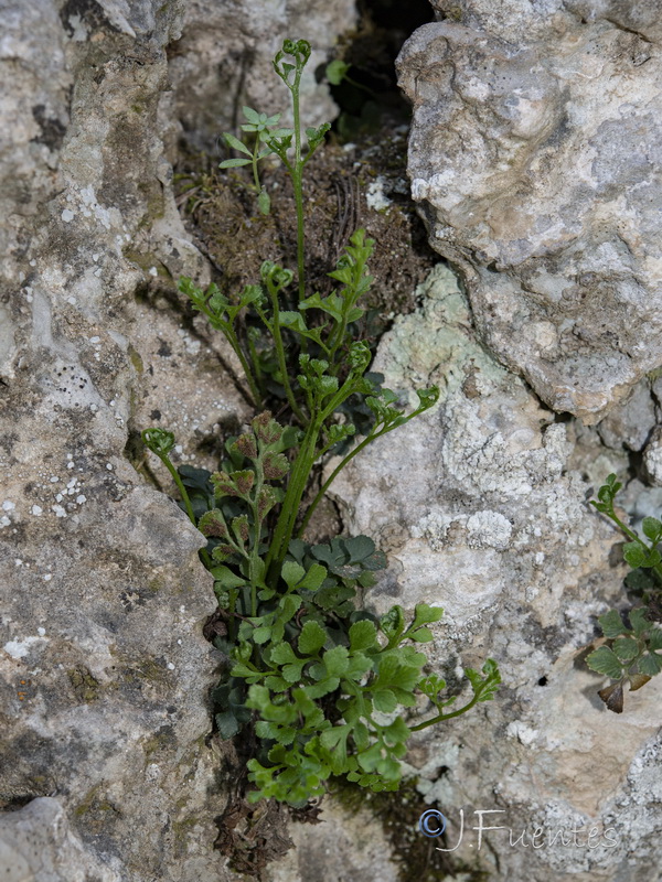 Asplenium ruta muraria ruta muraria.04