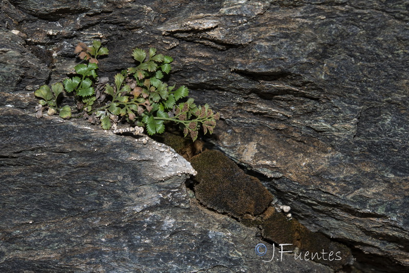 Asplenium ruta muraria ruta muraria.05