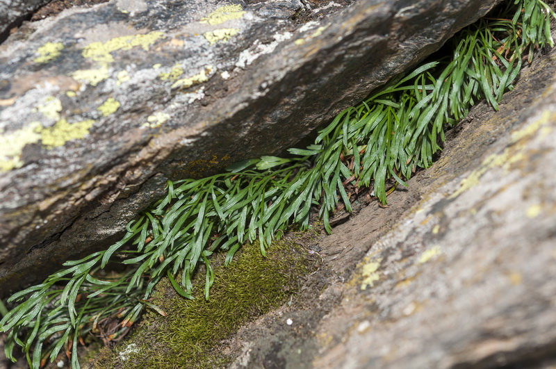 Asplenium septentrionale septentrionale.02