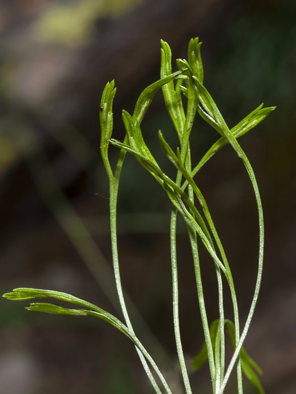 Asplenium septentrionale septentrionale.06
