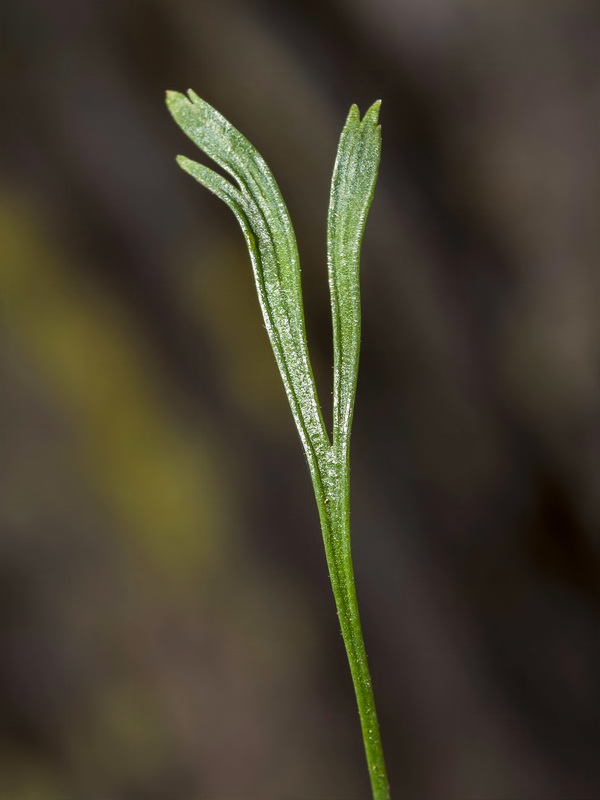 Asplenium septentrionale septentrionale.08