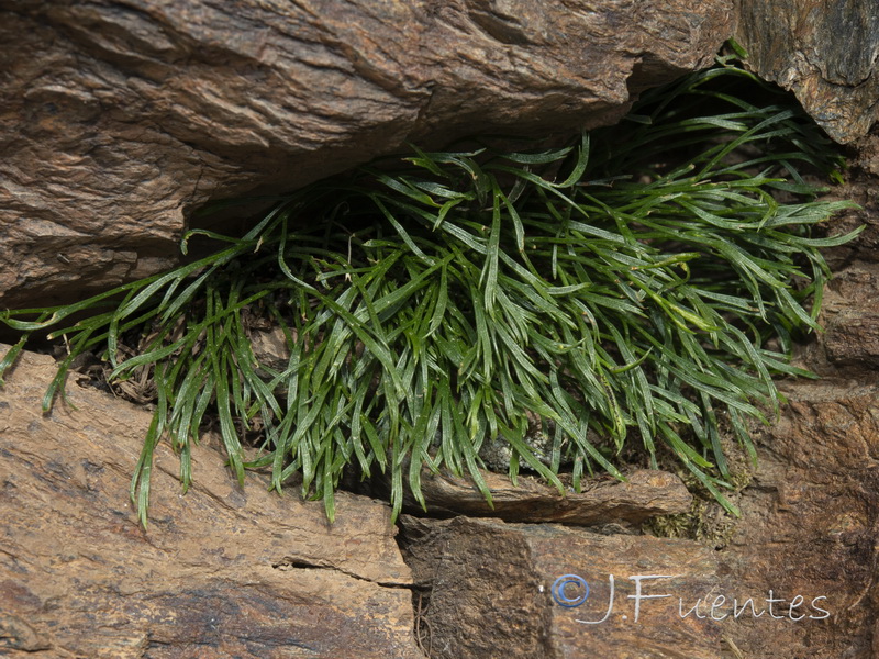 Asplenium septentrionale septentrionale.15