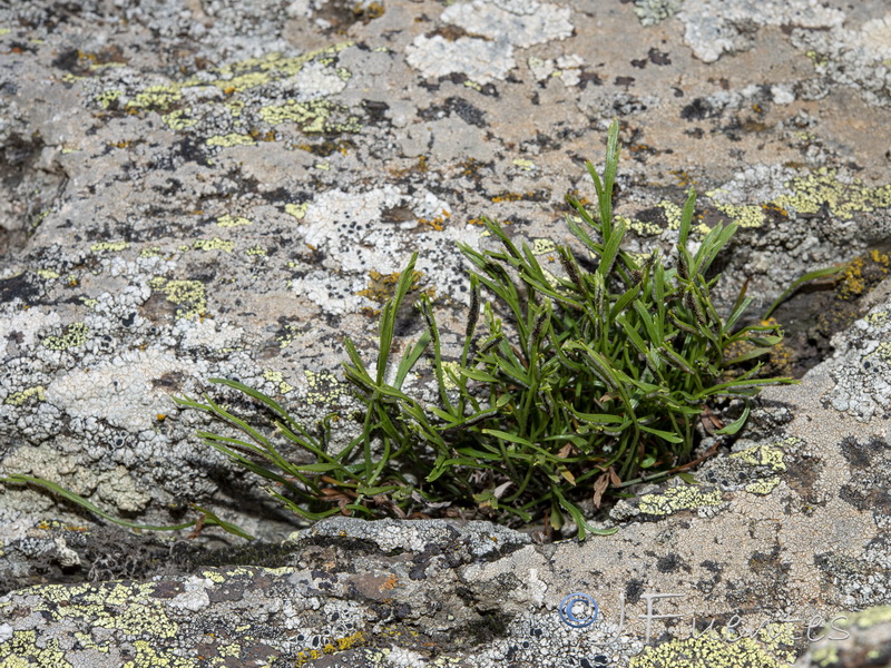 Asplenium septentrionale septentrionale.13