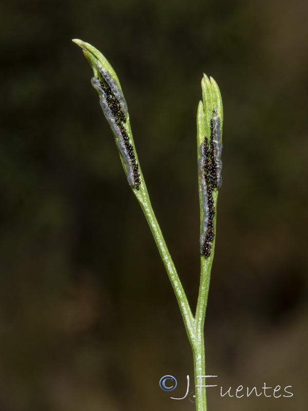Asplenium septentrionale septentrionale.18