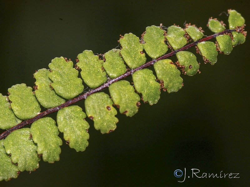 Asplenium trichomanes quadrivalens.06
