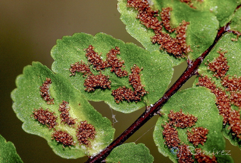 Asplenium trichomanes quadrivalens.08