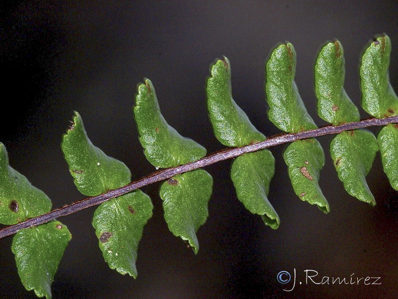 Asplenium trichomanes quadrivalens.11