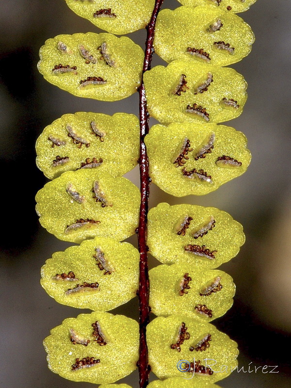 Asplenium trichomanes quadrivalens.15