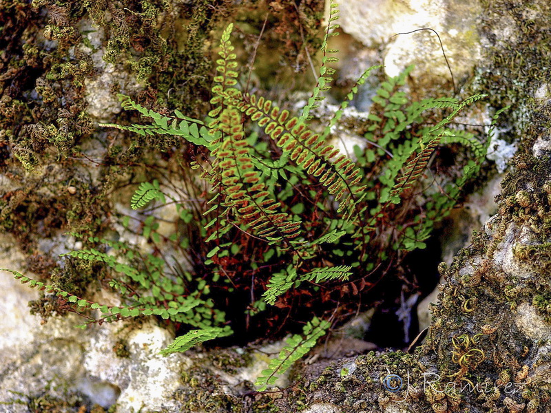 Asplenium trichomanes quadrivalens.20