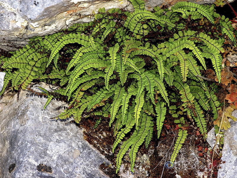 Asplenium trichomanes quadrivalens.22