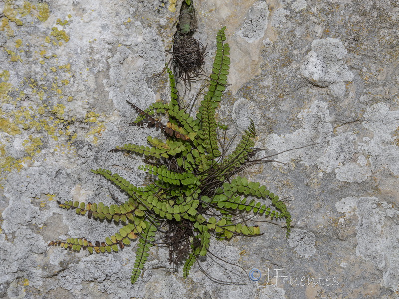 Asplenium trichomanes quadrivalens.23