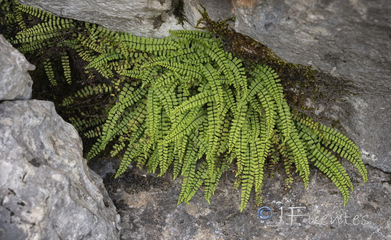 Asplenium trichomanes quadrivalens.03