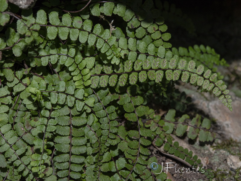 Asplenium trichomanes quadrivalens.05