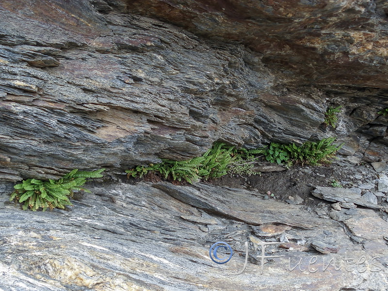 Asplenium viride.01