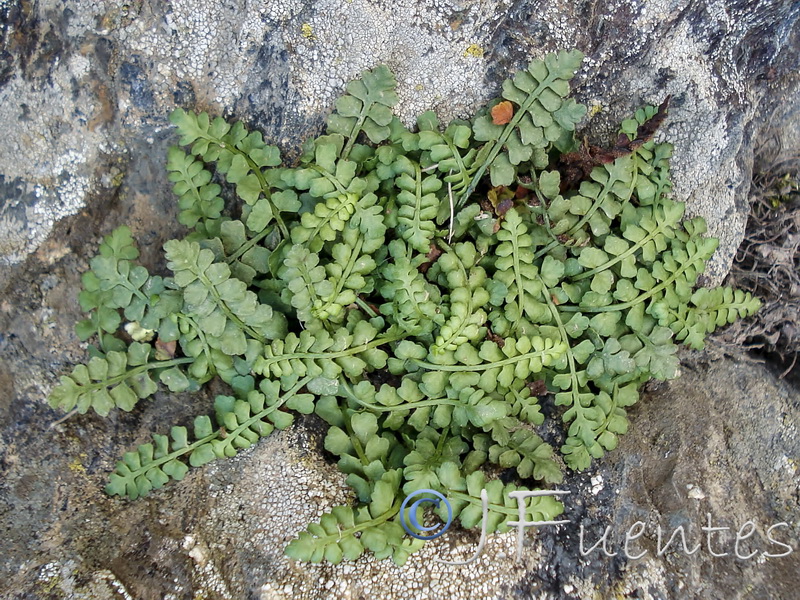 Asplenium viride.04