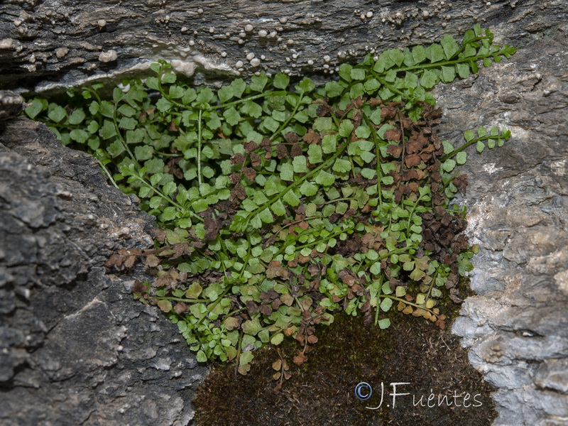 Asplenium viride.07