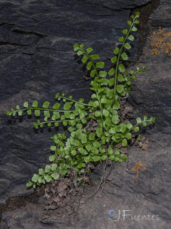 Asplenium viride.08