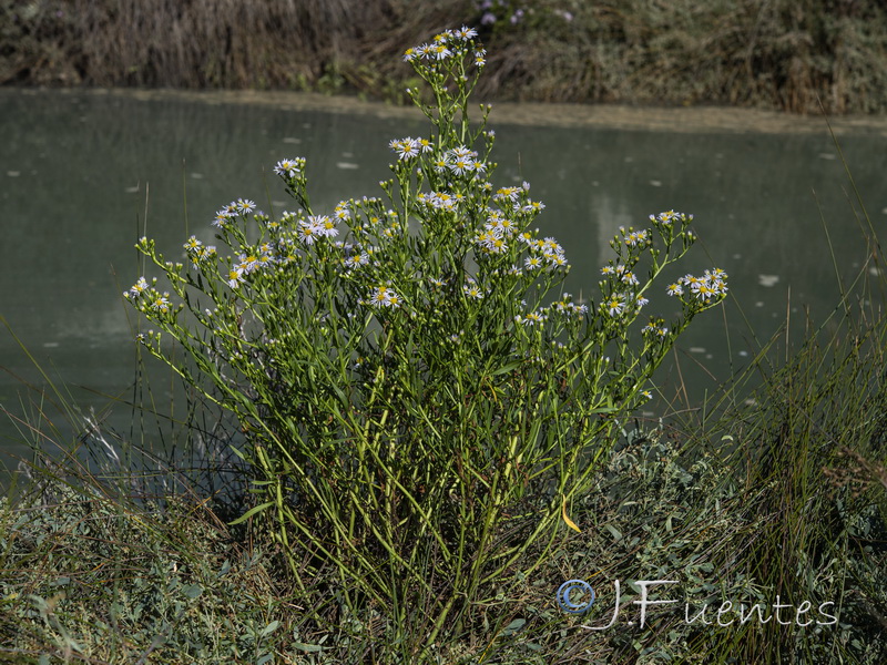 Aster tripolium pannonicus.03