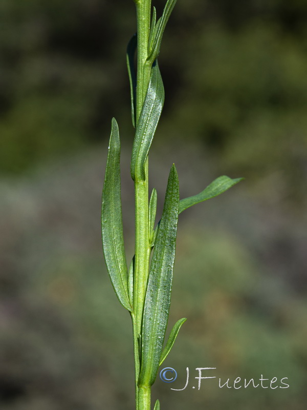 Aster tripolium pannonicus.04