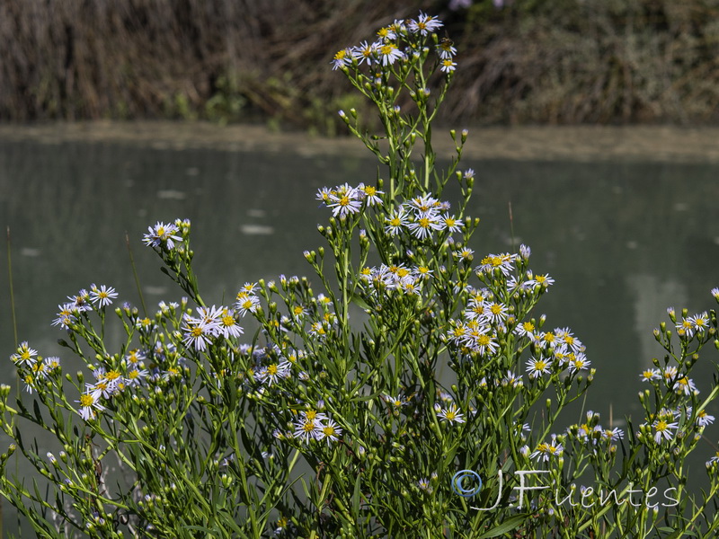 Aster tripolium pannonicus.06
