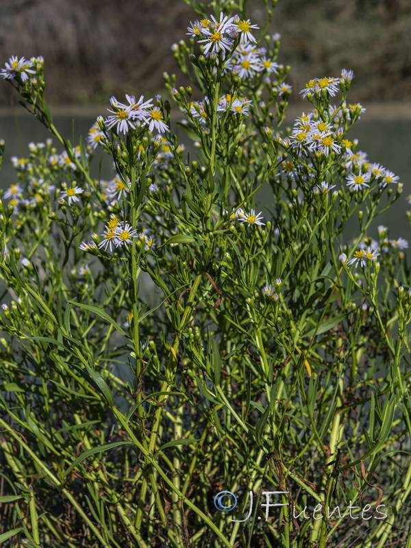 Aster tripolium pannonicus.07