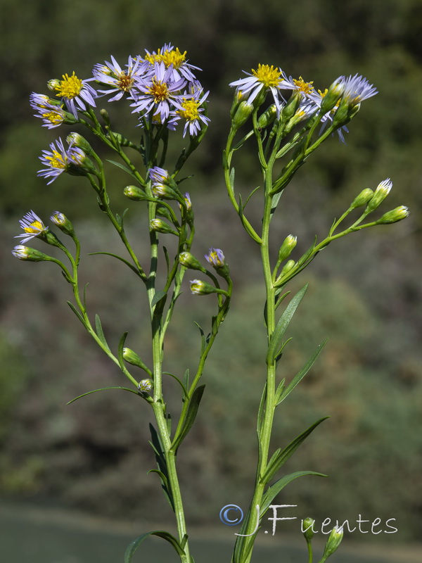 Aster tripolium pannonicus.08