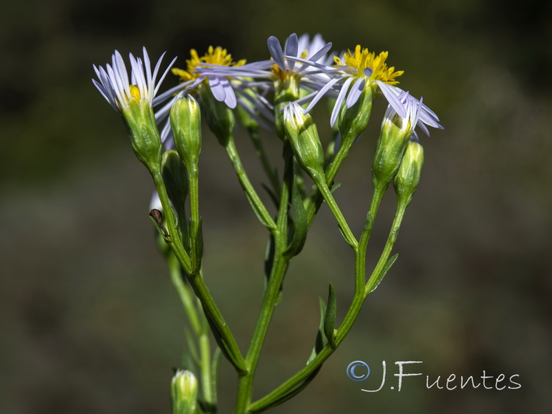 Aster tripolium pannonicus.09