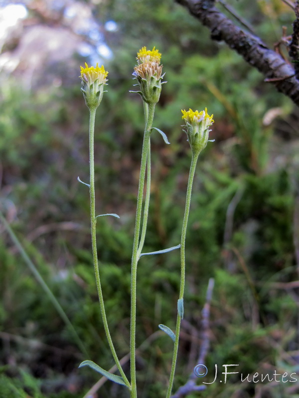 Aster willkommii discoideus.07