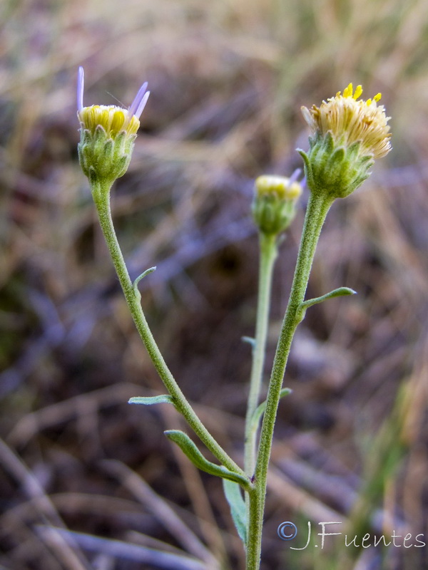 Aster willkommii discoideus.08