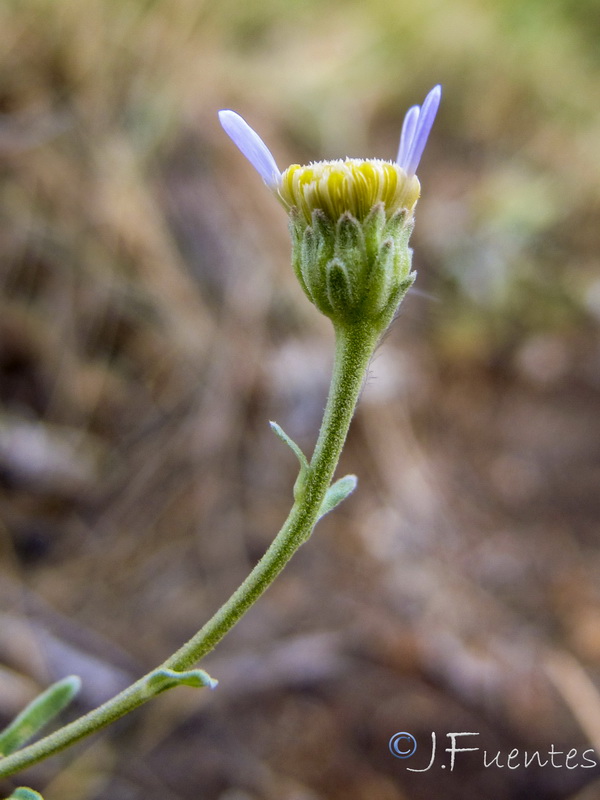 Aster willkommii discoideus.09