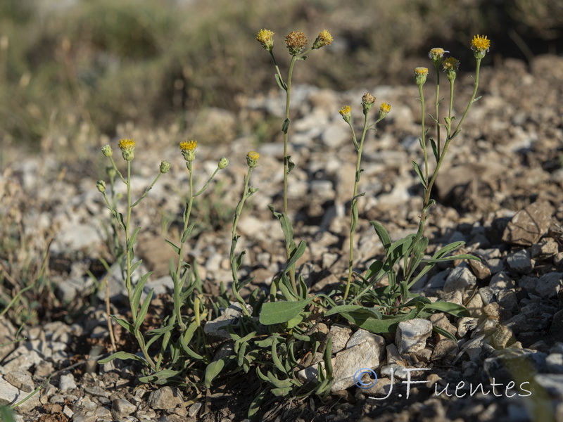 Aster willkommii discoideus.10