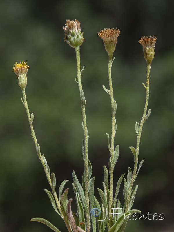 Aster willkommii discoideus.12