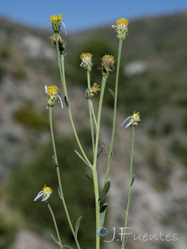 Aster willkommii discoideus.06