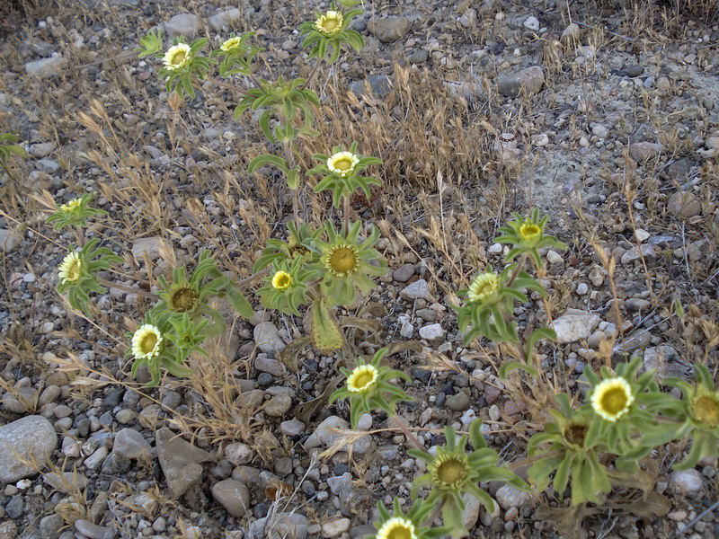 Asteriscus acuaticus.03