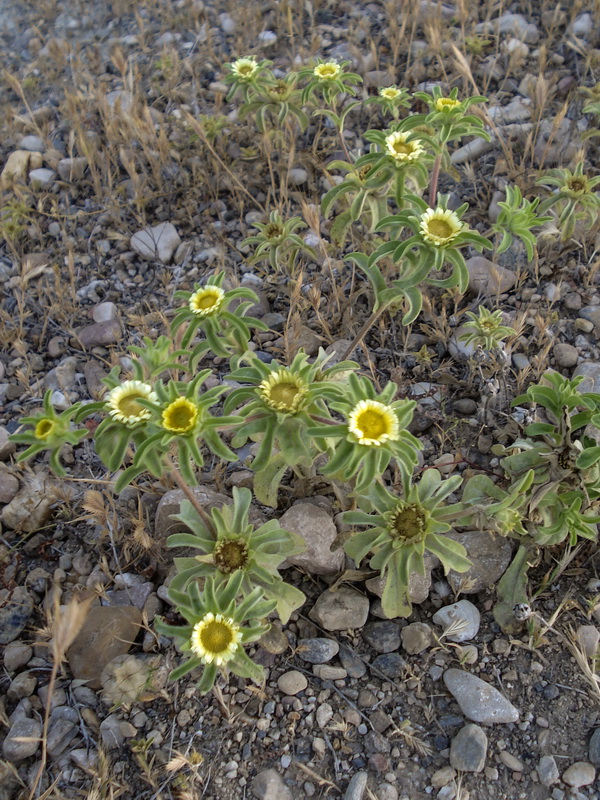 Asteriscus acuaticus.04