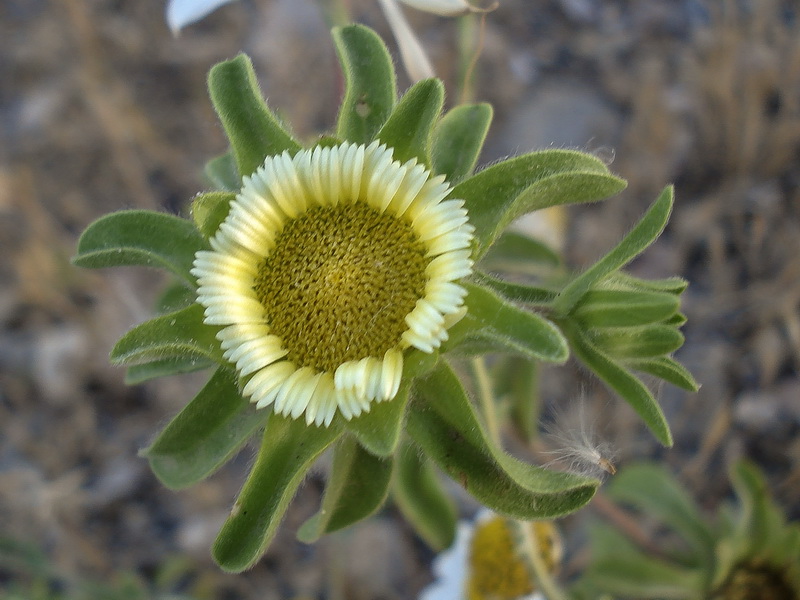 Asteriscus acuaticus.05