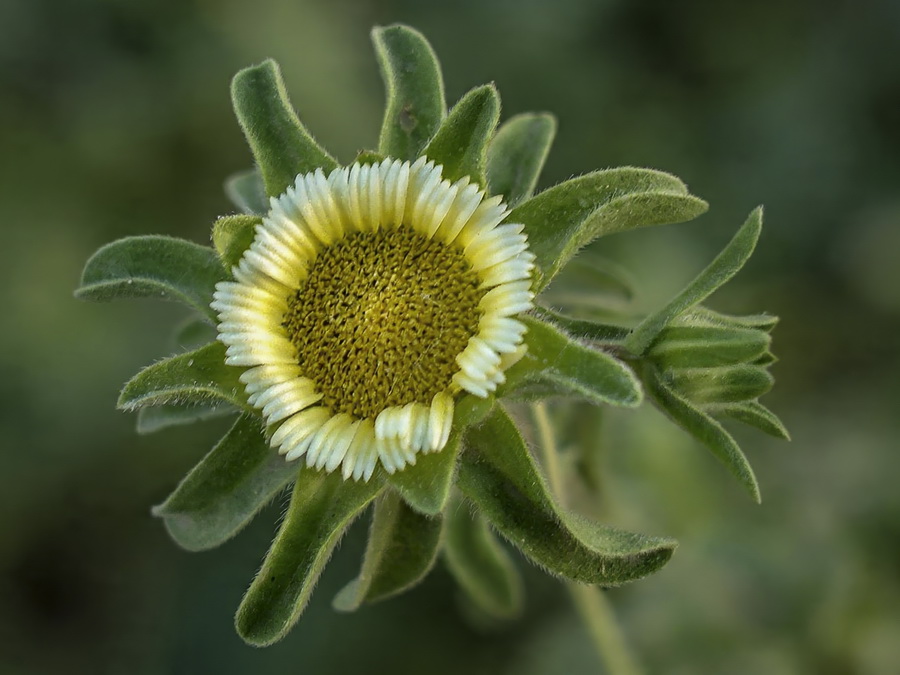Asteriscus acuaticus.05b