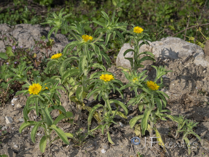 Asteriscus acuaticus.07