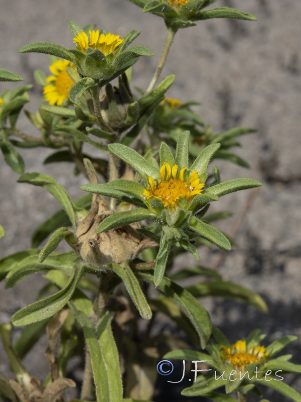 Asteriscus acuaticus.09