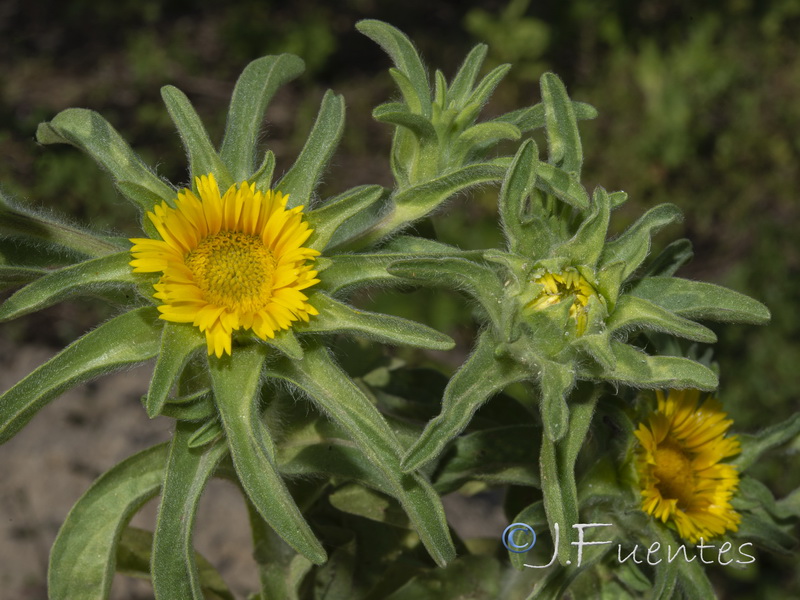 Asteriscus acuaticus.11