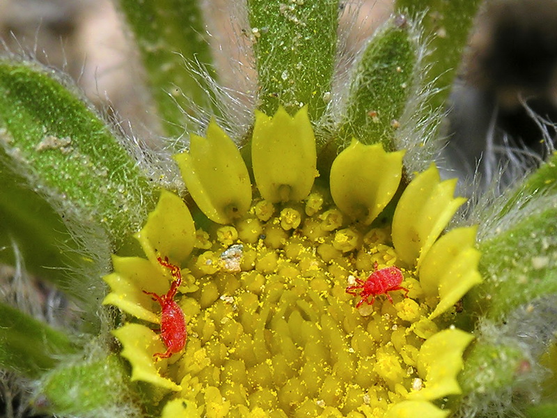 Asteriscus pygmaeus.18