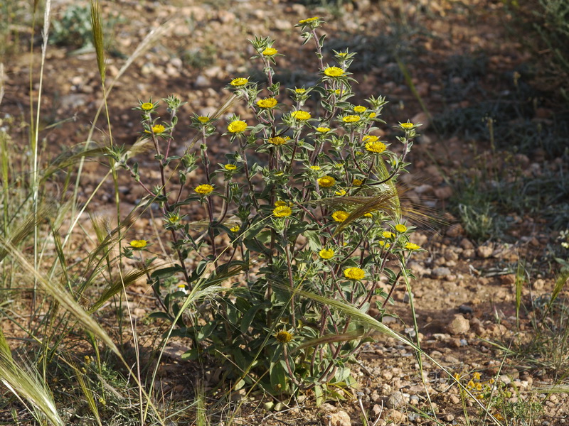 Asteriscus spinosus.01